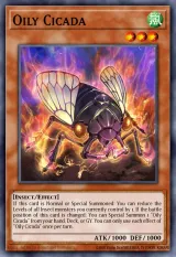 Oily Cicada